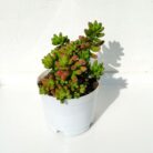 Jelly bean succulent plant