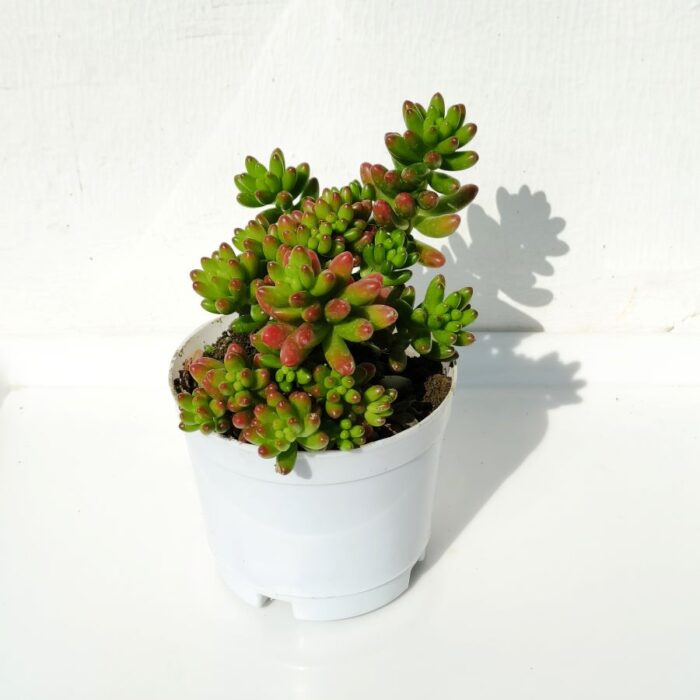 Jelly bean succulent plant