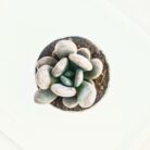 moonstone succulent plant