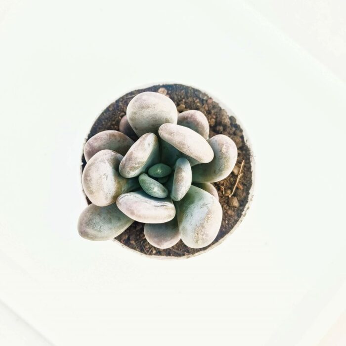 moonstone 02 moonstone succulent plant