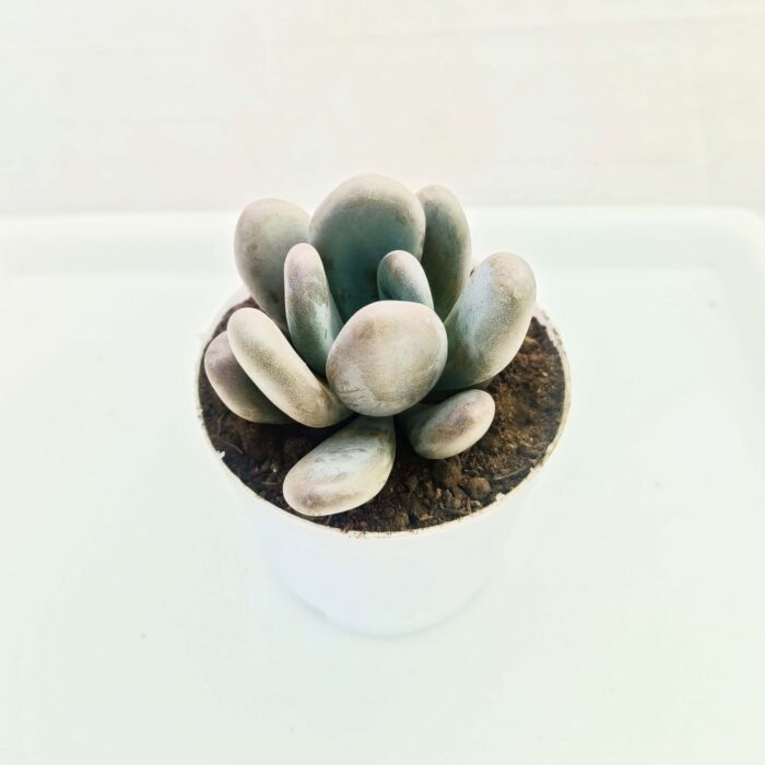 moonstone 03 moonstone succulent plants