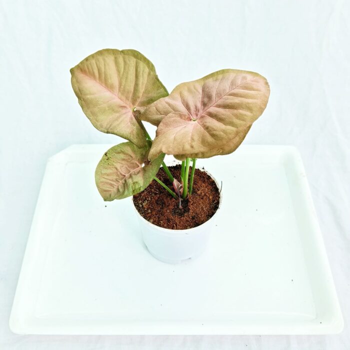 pink syngonium