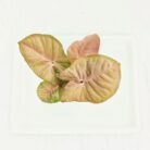 pink syngonium plant