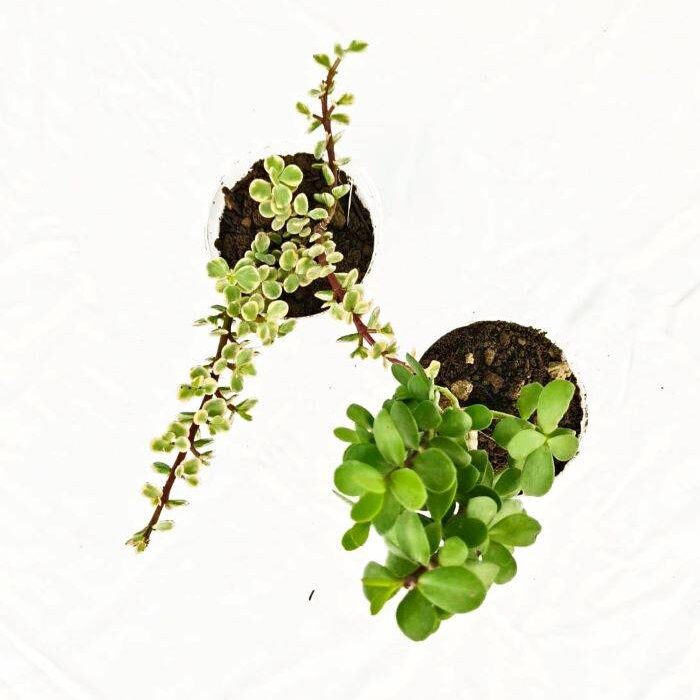 good luck jade plant