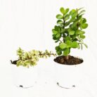 Good luck jade plant combo