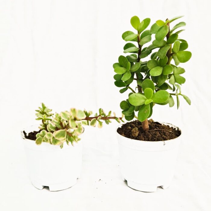 Good luck jade plant combo