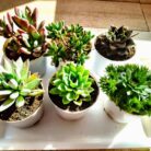 succulent plant combo
