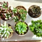 succulent plant combo