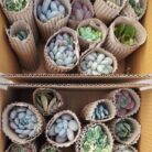 succulent pack