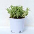 Silver sedum grass