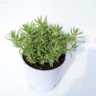 silver sedum with pot