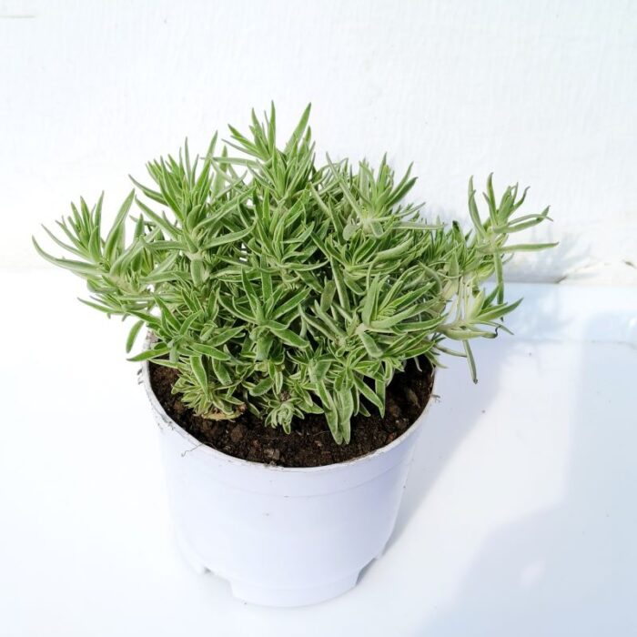 silver sedum 03 silver sedum with pot