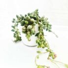 string of pearls