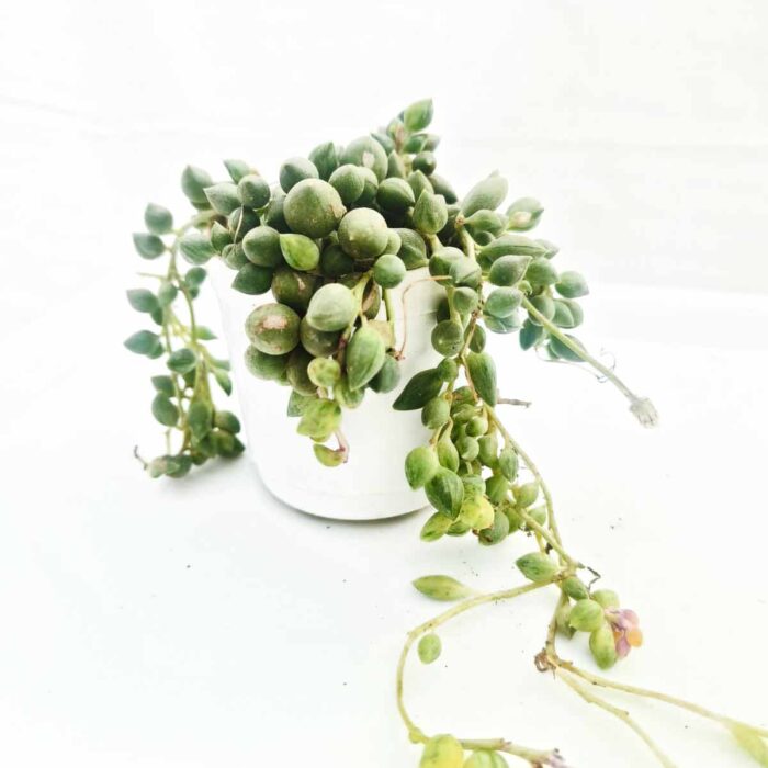 string of pearls