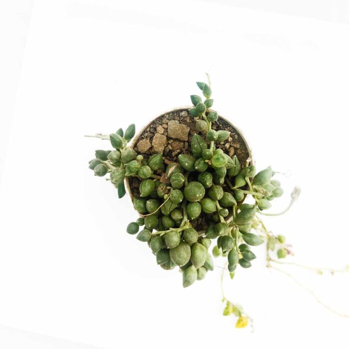 string of pearls