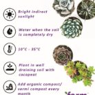 succulent plant care