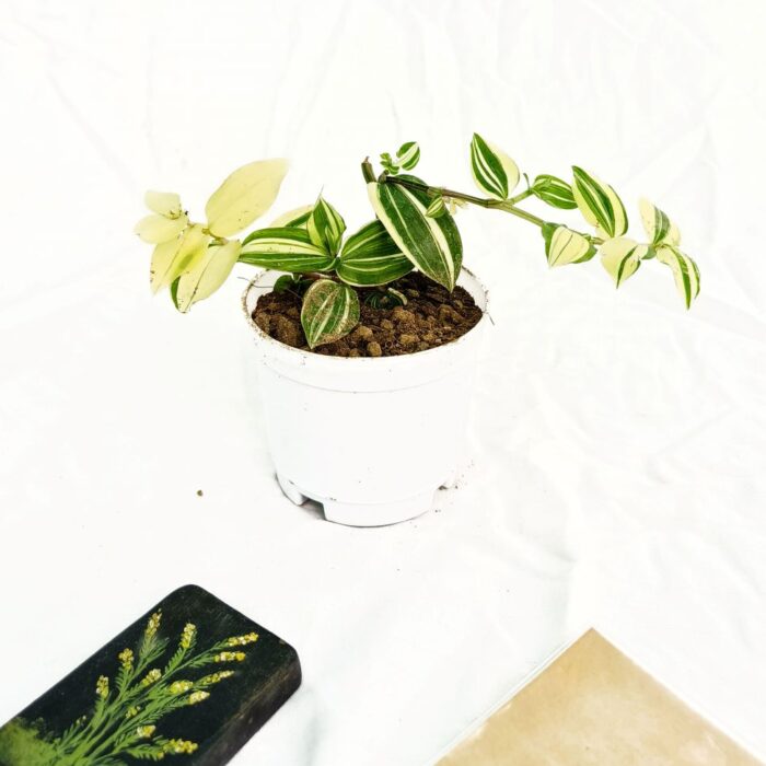 variegated wandering jew plant