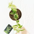 wandering jew green and white