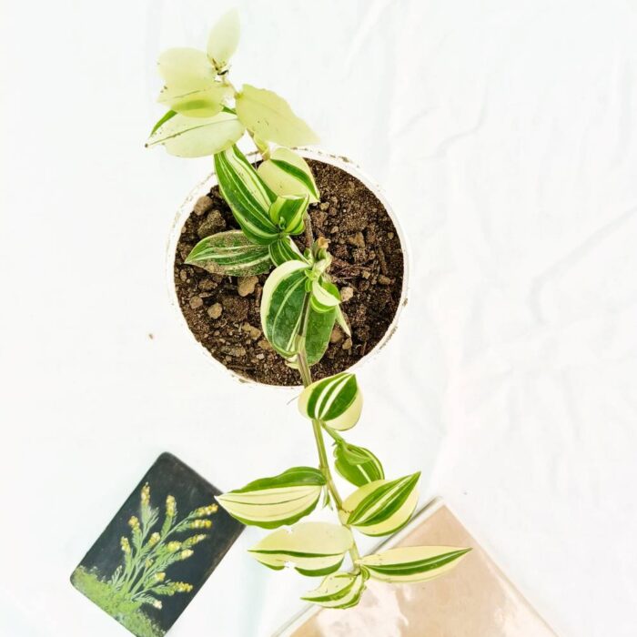 wandering jew green and white