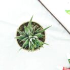 zebra haworthia