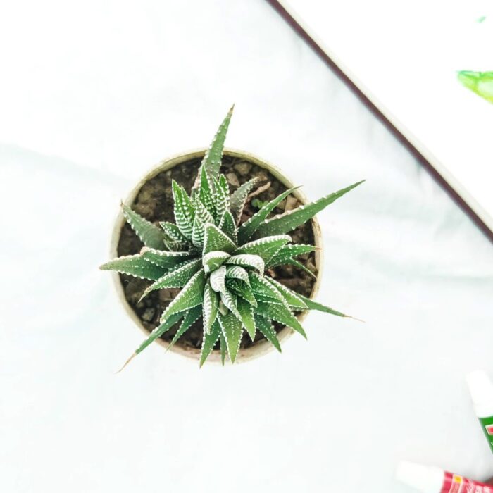 zebra haworthia