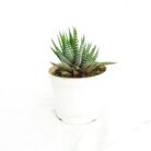 zebra haworthia