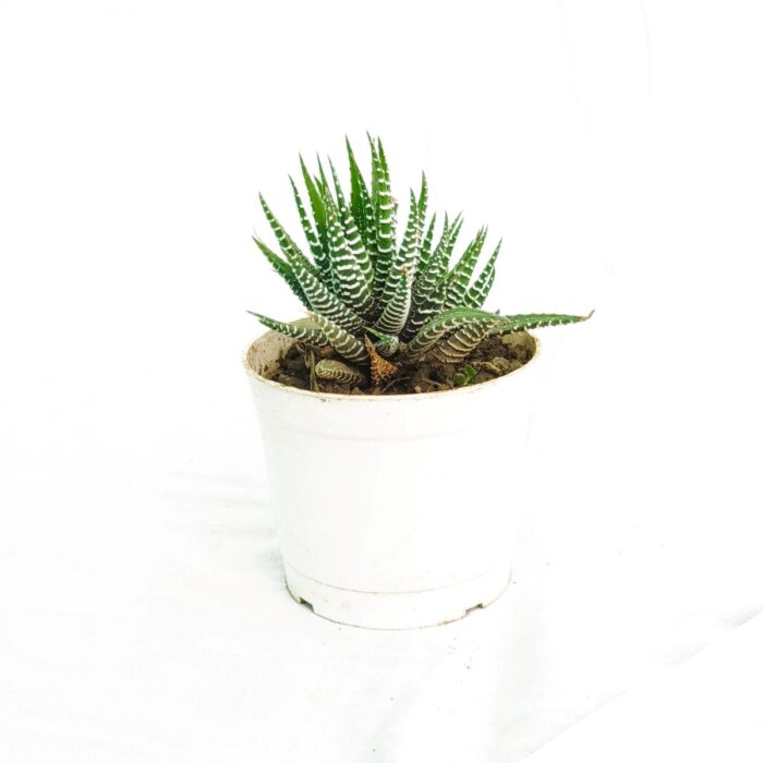 zebra haworthia