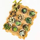 assorted cactus plants combo