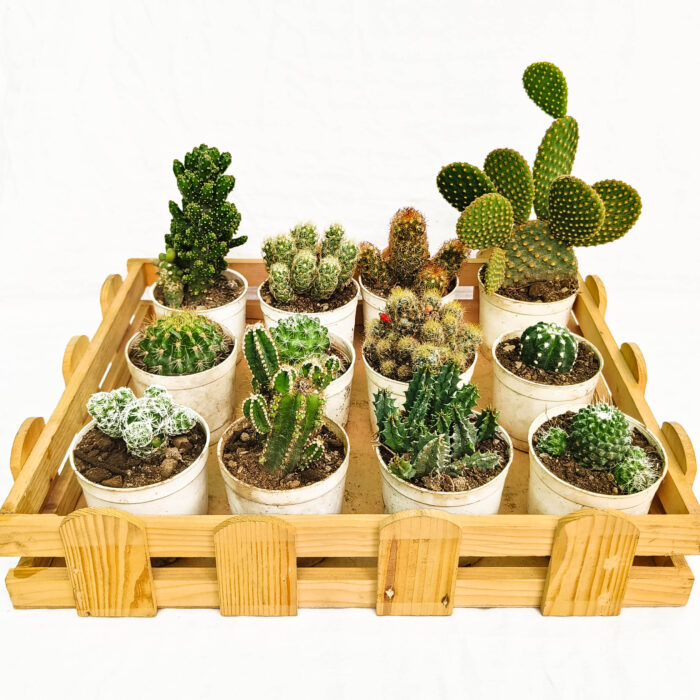 Assorted cactus set of 12 (2)
