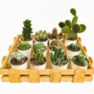 Assorted cactus set of 12 (2)