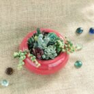 assorted succulent set with ceramic pot