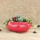 succulent plant combo