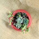 succulent set of 7 with ceramic pot