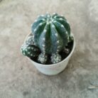 easter cactus