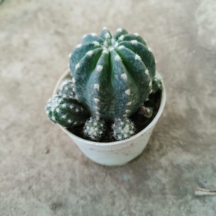 easter cactus