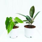 indoor plant set of 2