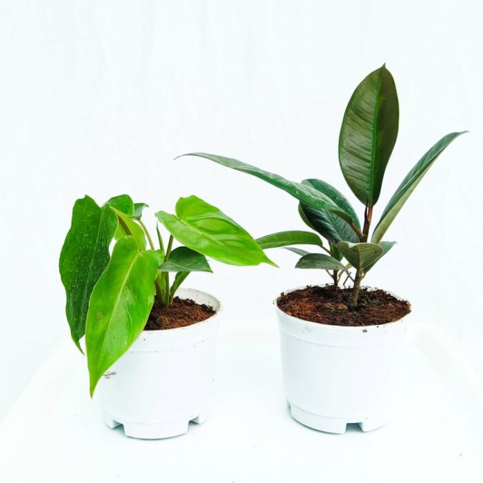 indoor plant set of 2