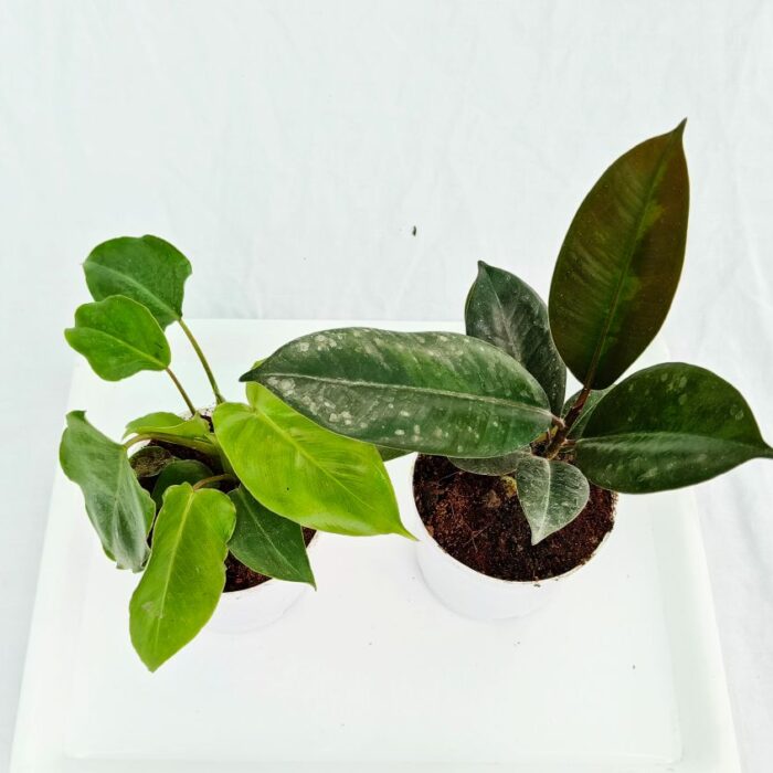 rubber plant and philodendron