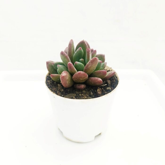 PInk moonstone