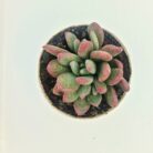 Pink moonstone succulent plant