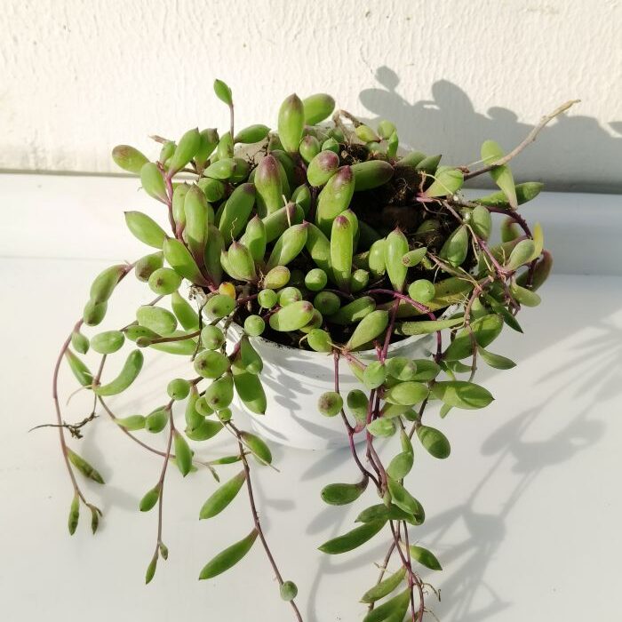 string of rubies