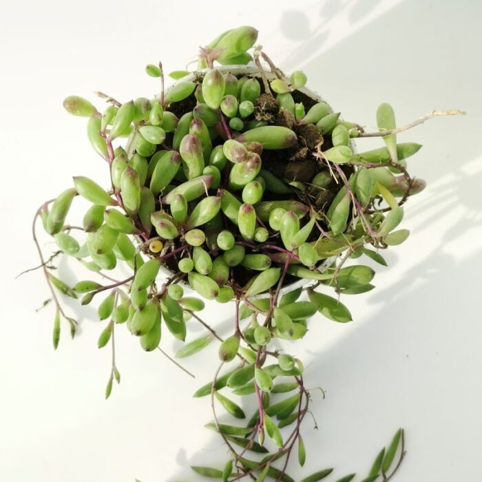 string of rubies succulent plant