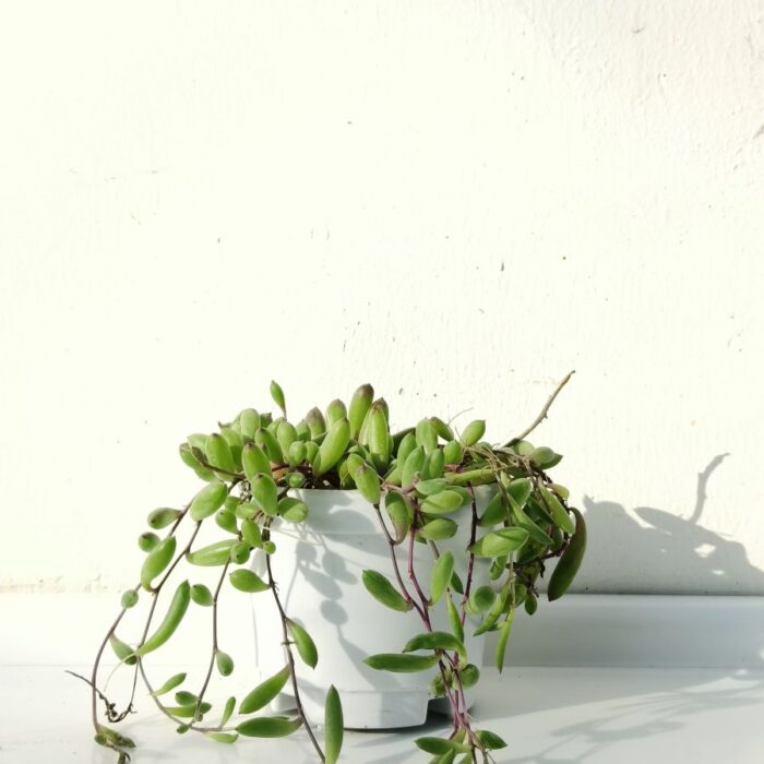 String of rubies