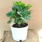Tree aeonium
