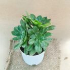 Aeonium arboreum