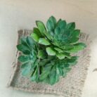 aeonium arboreum