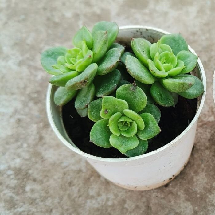 Aeonium lily pad
