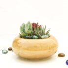 assorted succulent set of 3