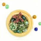 succulent set of 3