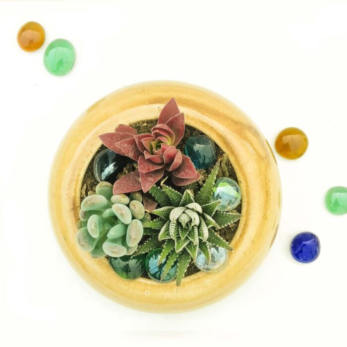 assorted succulent set of 3 with ceramic pot -20 succulent set of 3